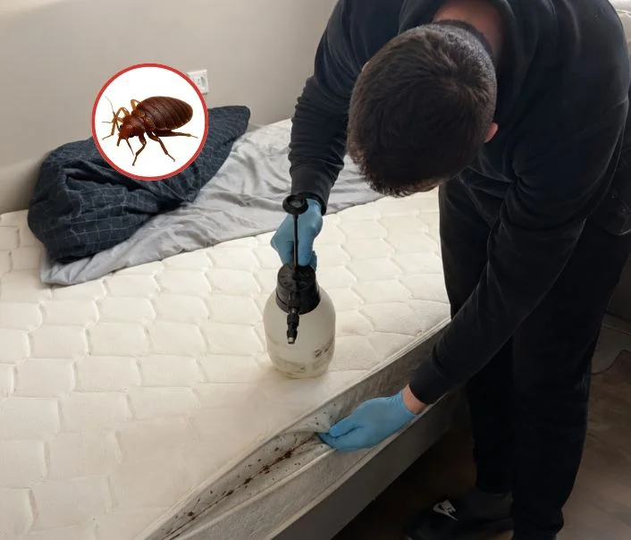 Technicien traitant un matelas contre les punaises de lit à La Rochette